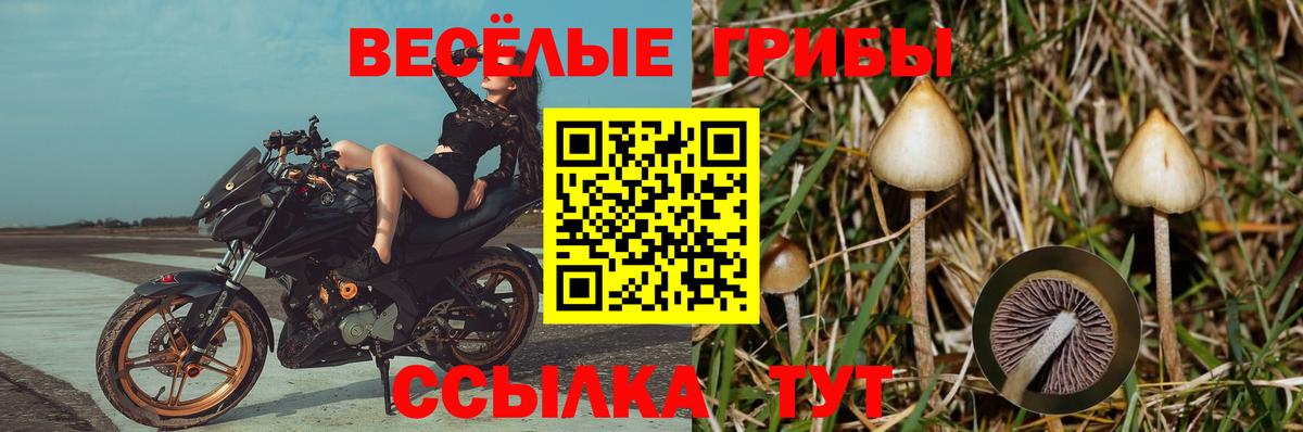 Галлюциногенные грибы Cubensis  цены наркотик  Железноводск  Вход с VPN 